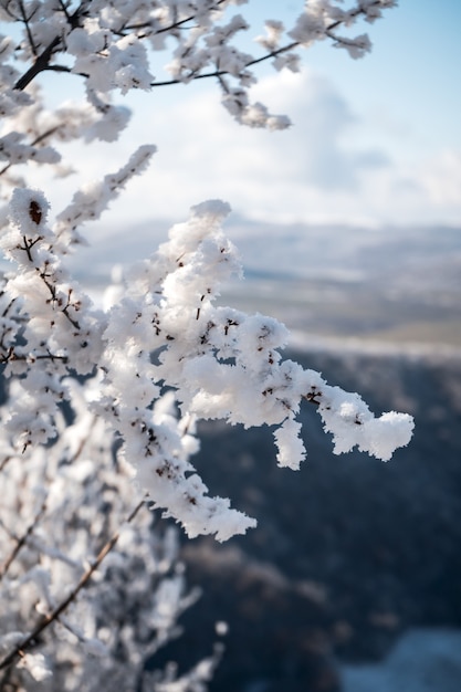 Vertikale Aufnahme eines mit Schnee bedeckten Baumes, schöner Morgen in den Bergen