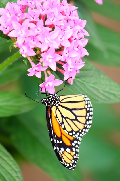 Vertikale Aufnahme eines Monarchenschmetterlings, der auf rosa Santanblumen füttert