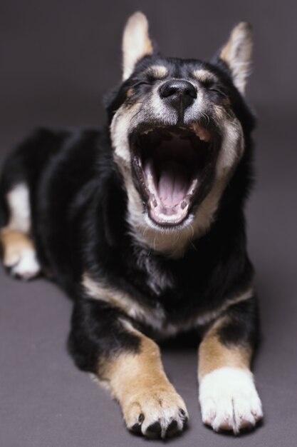 Vertikale Aufnahme eines müden Hundes, der gähnt und auf einem grauen Studiohintergrund liegt