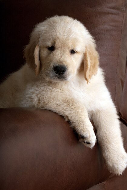 Vertikale Aufnahme eines niedlichen Golden Retriever-Welpen, der auf der Couch ruht