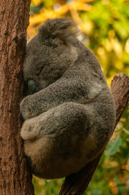 Vertikale Aufnahme eines niedlichen Koalas, der auf dem Baum mit einem unscharfen Hintergrund schläft