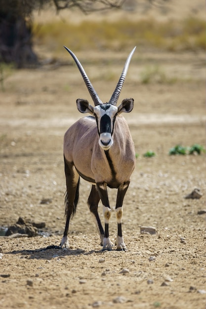 Vertikale Aufnahme eines Oryx in der Kalahari-Wüste Namibia