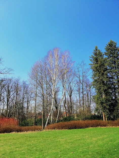 Vertikale Aufnahme eines Parks voll von Gras und Bäumen während des Tages in Jelenia Góra, Polen.