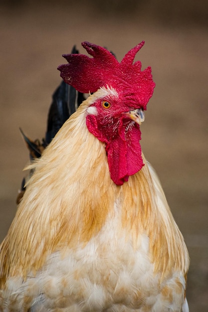 Vertikale Aufnahme eines prächtigen Hahns mit einer schönen roten Krone