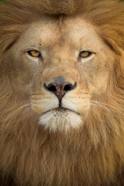 Vertikale Aufnahme eines prächtigen Löwen