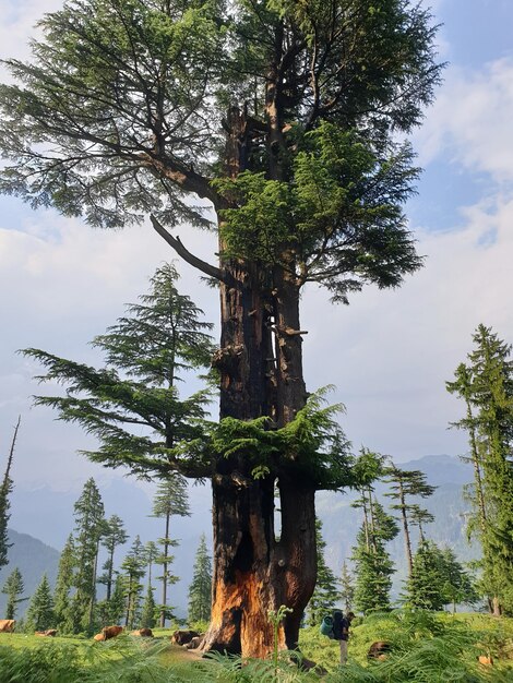 Vertikale Aufnahme eines Reisenden, der nahe einem hohen Baum in einem Wald steht und die schöne Ansicht genießt