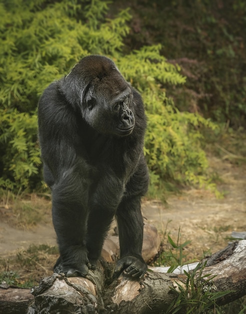 Vertikale Aufnahme eines riesigen Gorillas, der auf allen Vieren in einem Wald steht
