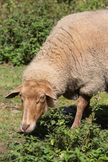 Vertikale Aufnahme eines Schafes in der Natur