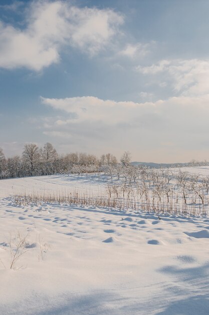 Vertikale Aufnahme eines schneebedeckten Feldes unter der Sonne tagsüber