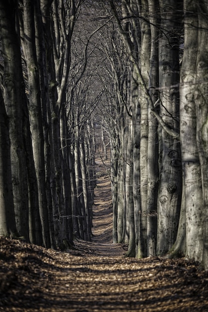 Vertikale Aufnahme eines schönen blattbedeckten Weges, umgeben von Bäumen in der Mitte des Waldes