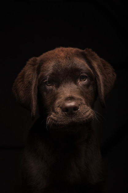 Vertikale Aufnahme eines schönen Chocolate Labrador-Welpen auf Schwarz