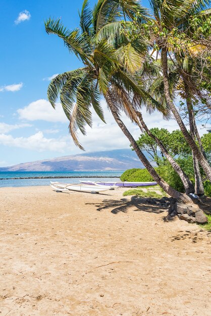 Vertikale Aufnahme eines schönen Strandes mit Palmen