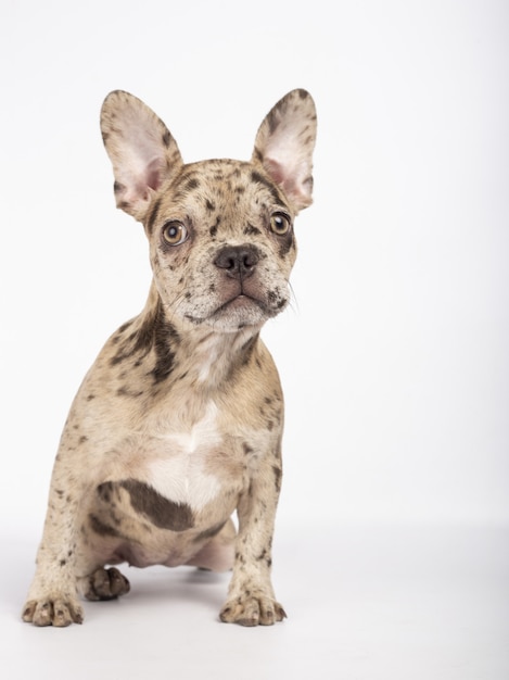 Vertikale Aufnahme eines schönen Welpen der französischen Bulldogge, der auf Weiß sitzt