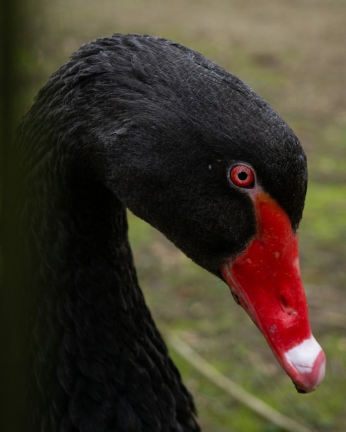 Vertikale Aufnahme eines schwarzen Schwans mit rotem Schnabel und roten Augen