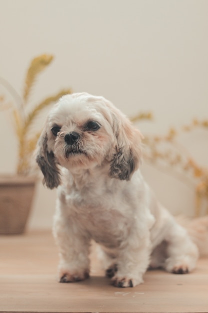 Vertikale Aufnahme eines sitzenden Shih Poo im Haus