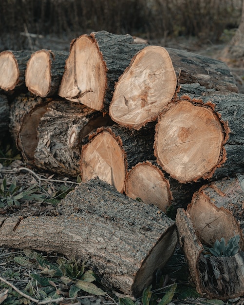 Vertikale Aufnahme eines Stapels Baumholz