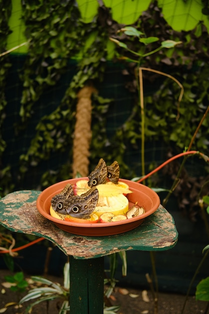 Vertikale Aufnahme eines Tellers voller Früchte mit Eulenschmetterlingen auf ihnen, umgeben von Grün