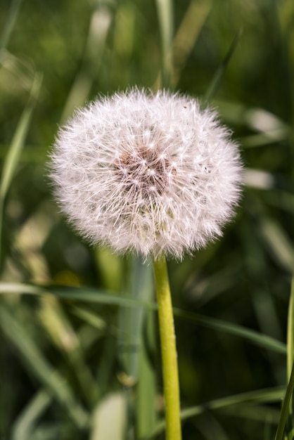 Vertikale Aufnahme eines trockenen Löwenzahns, umgeben von Gras