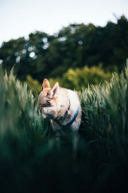 Vertikale Aufnahme eines tschechoslowakischen Wolfshundes auf einem Feld mit hohem Gras bei Tageslicht