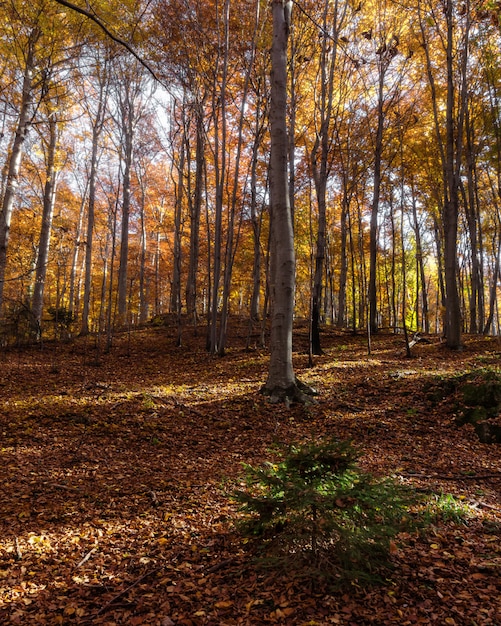 Vertikale Aufnahme eines Waldes auf Berg Medvednica in Zagreb, Kroatien mit gefallenen Blättern im Herbst