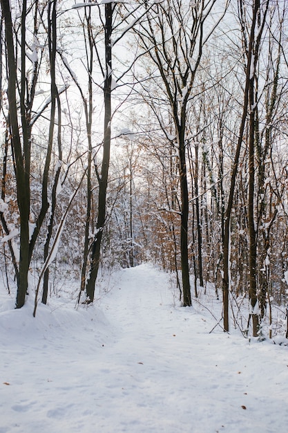 Vertikale Aufnahme eines Waldes auf einem Berg, der im Winter mit Schnee bedeckt ist