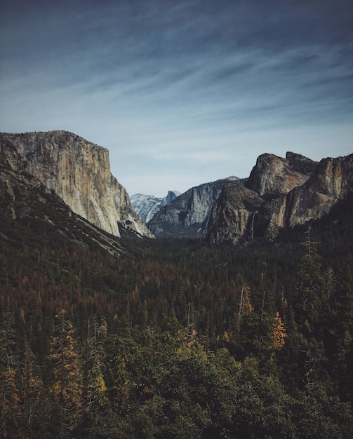 Vertikale Aufnahme eines Waldes in der Mitte der Berge am Yosemite-Nationalpark