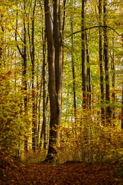 Vertikale Aufnahme eines Waldes mit grünen und gelben Laubbäumen in Deutschland