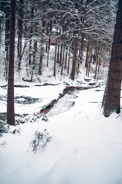 Vertikale Aufnahme eines Waldes mit hohen Bäumen, die mit Schnee bedeckt sind