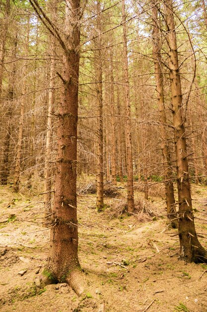 Vertikale Aufnahme eines Waldes voller kahler Bäume im Herbst