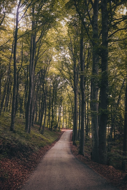 Vertikale Aufnahme eines Waldweges, umgeben von grünen hohen Bäumen