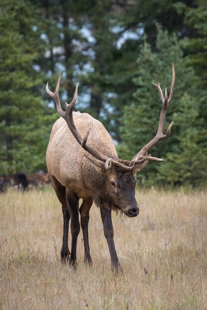 Vertikale Aufnahme eines Wapiti-Hirsches in einem Wald