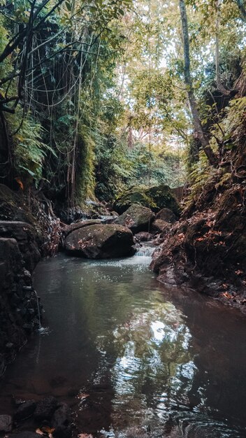 Vertikale Aufnahme eines Wasserstroms in der Mitte des Waldes mit grünen Bäumen