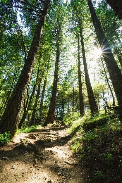 Vertikale Aufnahme eines Weges den Hügel hinauf, umgeben von Bäumen und Gras mit durchscheinendem Sonnenlicht