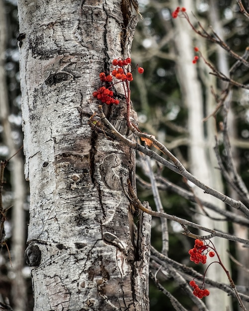 Vertikale Aufnahme eines weißen Baumes und getrockneter Possumhaw-Zweige daneben