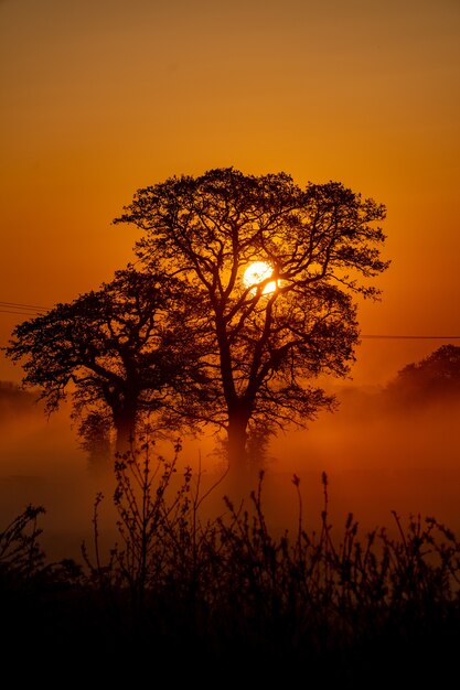 Vertikale Aufnahme einiger schöner Bäume und des Sonnenuntergangs im Hintergrund