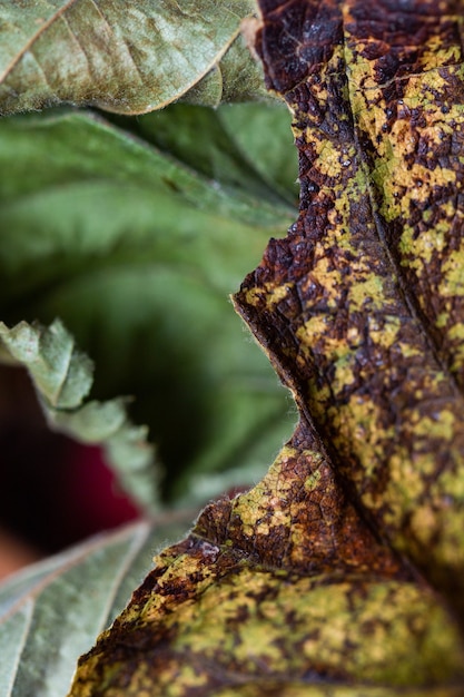 Vertikale aufnahme getrockneter herbstblätter auf einem dunkelbraunen tisch