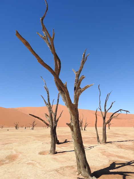 Vertikale Aufnahme von Bäumen in der Wüste in Deadvlei Namibia unter einem blauen Himmel