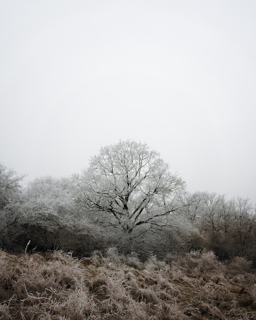 Vertikale Aufnahme von Bäumen in einer Winterlandschaft