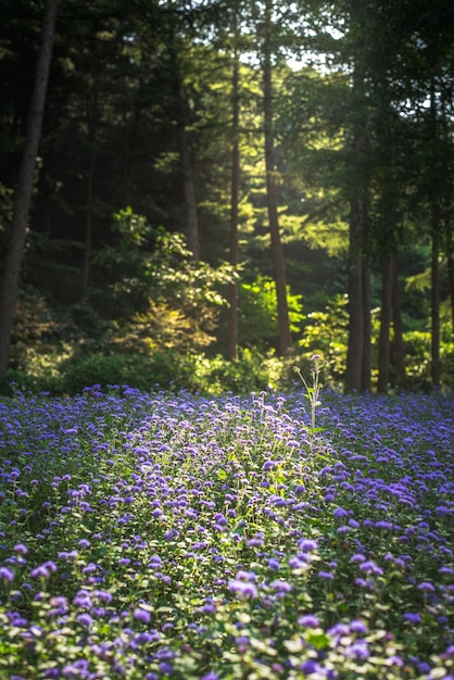 Vertikale Aufnahme von Bluemink-Blumen in einem Wald unter Sonnenlicht in Südkorea