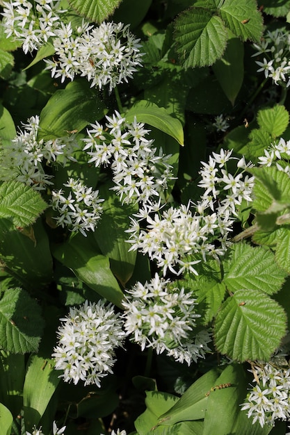 Vertikale Aufnahme von Clematis recta, umgeben von Grün unter dem Sonnenlicht