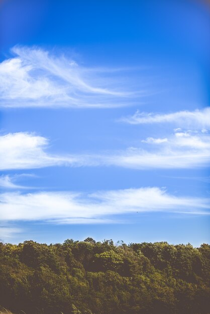 Vertikale Aufnahme von dicken grünen Bäumen und dem ruhigen Himmel mit ein paar Wolken