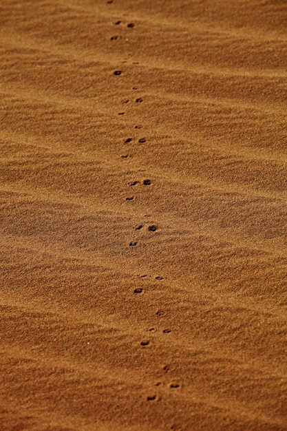 Kostenloses Foto vertikale aufnahme von fußabdrücken auf sanddünen in xijiang, china