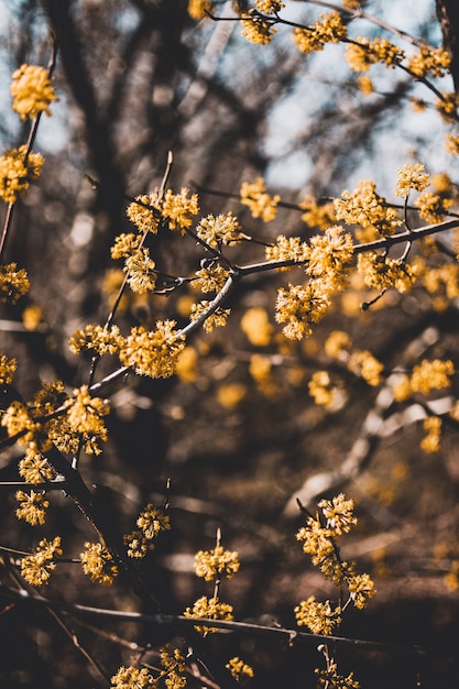 Vertikale Aufnahme von gelben Blüten mit unscharfem natürlichem Hintergrund an einem sonnigen Tag