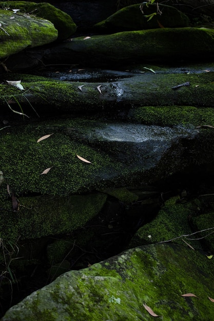 Vertikale Aufnahme von Gras und grünen Pilzen, die auf nassen Felsen wachsen