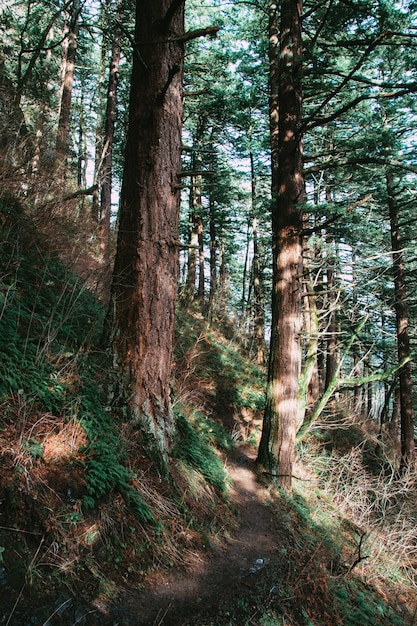 Kostenloses Foto vertikale aufnahme von grün auf einem wald unter dem sonnenlicht am tag