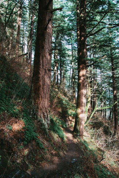 Vertikale Aufnahme von Grün auf einem Wald unter dem Sonnenlicht am Tag