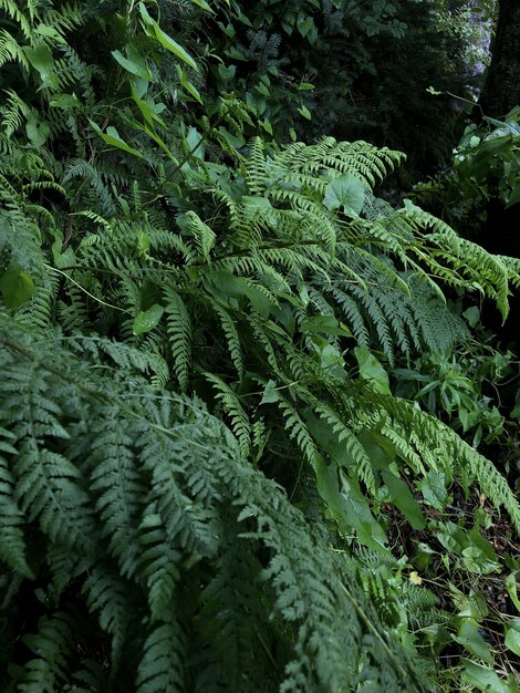 Vertikale Aufnahme von grünen Pflanzen, die im Wald wachsen