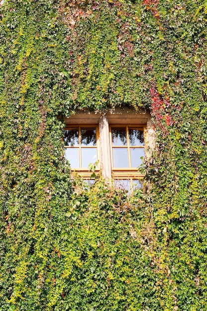 Vertikale Aufnahme von grünen Weinpflanzen, die die Wand und das Glasfenster bedecken