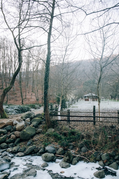 Kostenloses Foto vertikale aufnahme von kahlen bäumen im wald an einem wintertag und einem kleinen haus