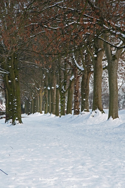 Vertikale Aufnahme von kahlen Baumreihen und schneebedeckter Parklandschaft in Brabant, Niederlande